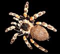 Brachypelma edit