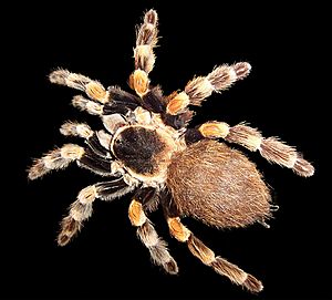 Archivo:Brachypelma edit