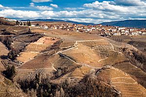 Archivo:Campo de uva