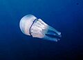 Capo Gallo Rhizostoma pulmo