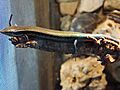 Chalcides sexlineatus (Wroclaw zoo)-1