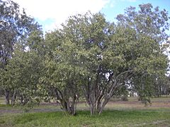 Archivo:Cordia sinensis trees