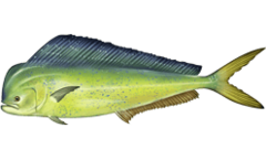 Coryphaena hippurus.png
