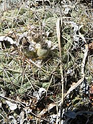 Archivo:Coryphantha pycnacantha (5782369036)