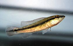 Crenicichla scottii (1).JPG