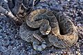 Crotalus scutulatus 12539287