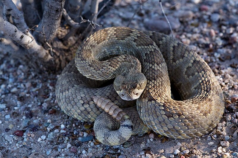 Crotalus scutulatus 12539287