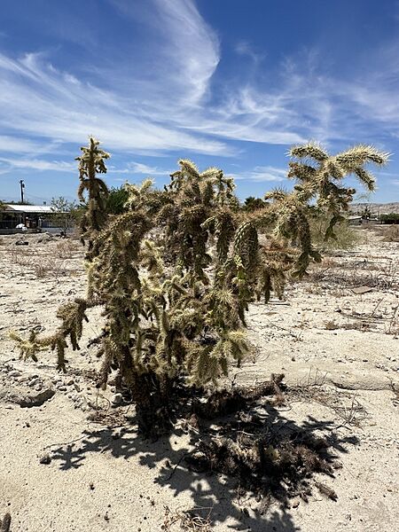 Cylindropuntia munzii 1