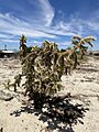 Cylindropuntia munzii 1
