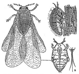 Archivo:Dactylosphaera vitifolii 1 meyers 1888 v13 p621