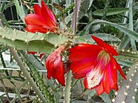 Disocactus speciosus1MTFL.jpg