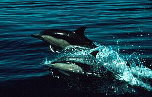 Archivo:Dolphins 300
