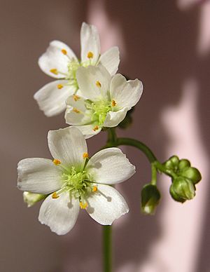 Archivo:Drosera binata flower 2 Darwiniana