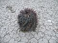 Echinocactus horizonthalonius (5660193261)