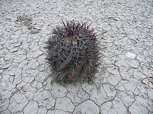 Archivo:Echinocactus horizonthalonius (5660193261)