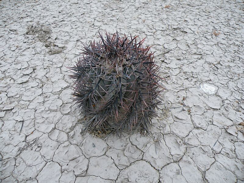 Echinocactus horizonthalonius (5660193261)