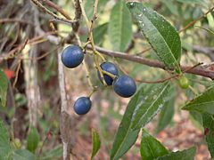 Archivo:Elaeocarpus reticulatus fruit 1