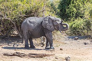 Archivo:Elefante africano de sabana (Loxodonta africana), parque nacional de Chobe, Botsuana, 2018-07-28, DD 37