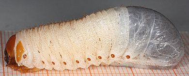 Archivo:Eremitt larve MF