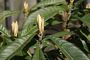Archivo:Eriobotrya japonica buds