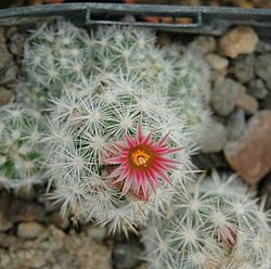 Escobaria sneedii flower.jpg