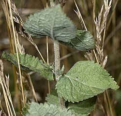 Eupatorium rotundifolium NRCS-2.jpg