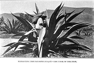 Archivo:Extracción de Pulque México 1904