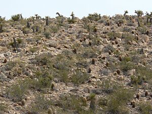 Archivo:Ferocactus cylindraceus 17