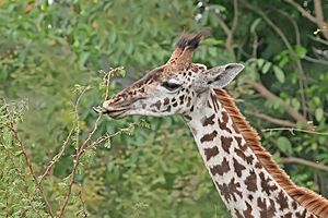 Archivo:Giraffe feeding, Tanzania