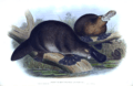 Gould John Duckbilled Platypus 1845-1863