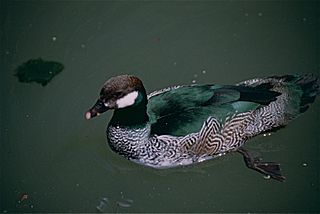 Green Pygmy Goose (Nettapus pulchellus) (9757638393).jpg