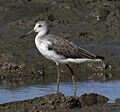 Greenshank cairns09