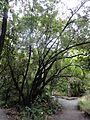 Griselinia littoralis 1