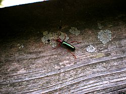Guitarrero (Compsocerus violaceus).JPG