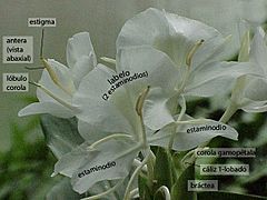 Hedychium coronarium0 (Spanish labels)