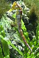 Hippocampus reidi by Line1