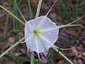 Hymenocallis palmeri