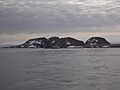 Litchfield Island-parnikoza-2014
