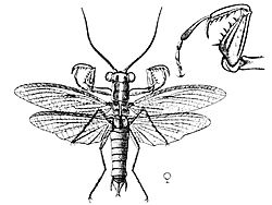Mantoida maya 2.jpg