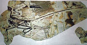 Archivo:Microraptor gui (dinos)