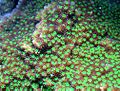 Montipora grisea 2