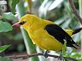 Oriole 2