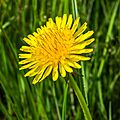 Paardenbloem (Taraxacum officinale) 26-04-2020. (actm.) 01