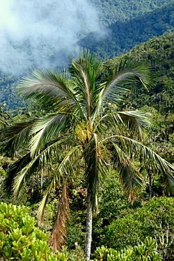 Palma de cera de la Sierra Nevada de Santa Marta (Ceroxylon ceriferum) - Flickr - Alejandro Bayer (2).jpg
