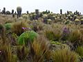 Paramo in Colombia. Nevado de Santa Isabel by Luis Perez 2