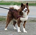 Perro esquimal canadiense 6