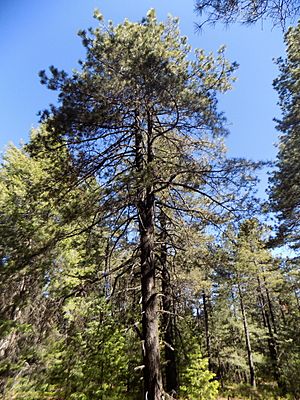 Pinus durangensis, Madera, Chihuahua, Mexico 1.jpg