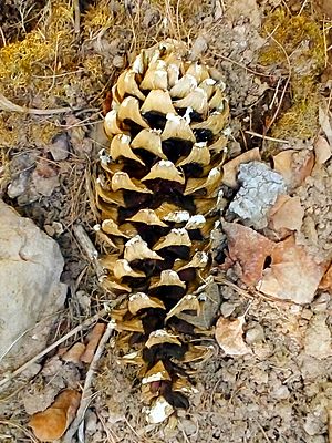 Archivo:Pinus strobiformis, Madera, Chihuahua, Mexico 4