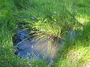 Archivo:Pond in a forest clearing bgiu