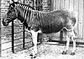 Quagga photo